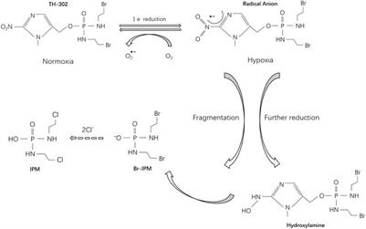 The Hypoxia-Activated Prodrug TH-302: Exploiting Hypoxia in Cancer Therapy